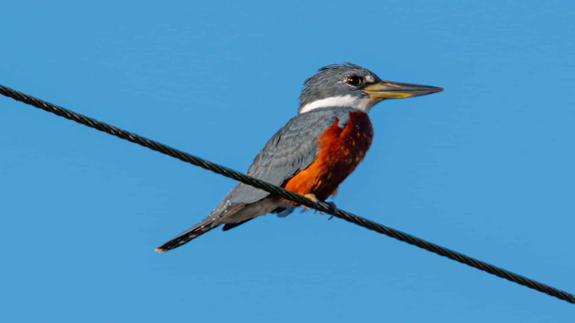 Belize Birding Tour
