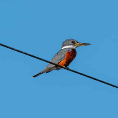 Belize Birding Tour