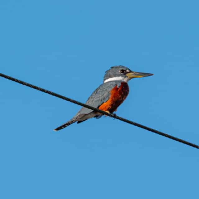 Belize Birding Tour
