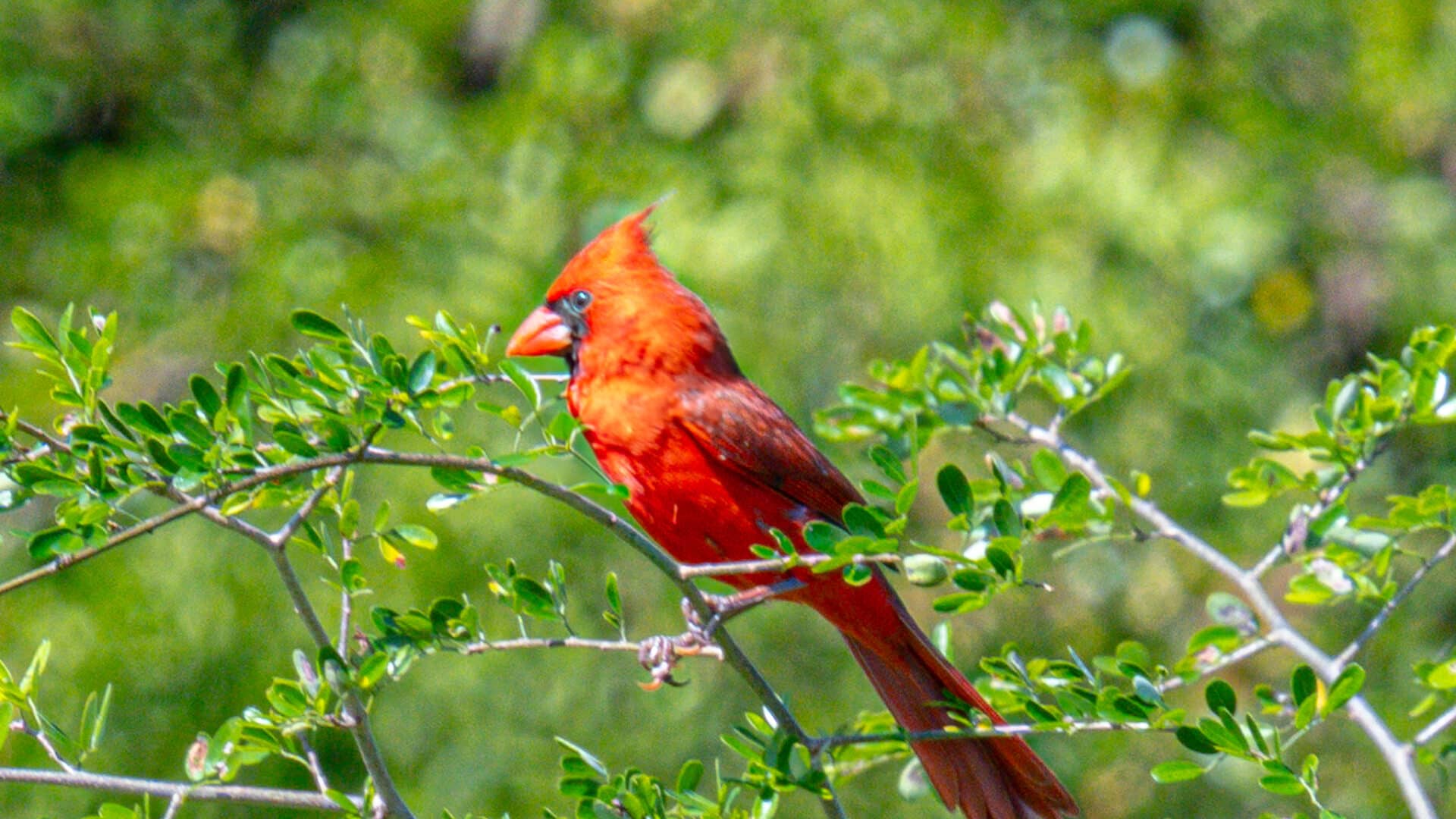 Belize Birding Tour