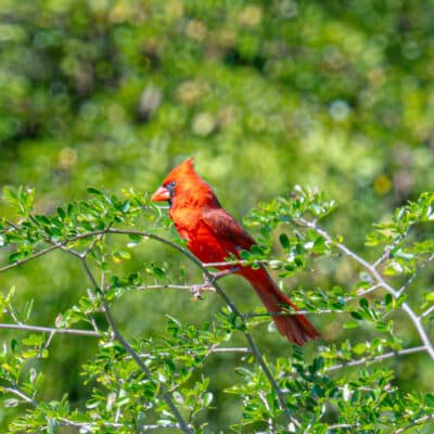 Belize Birding Tour