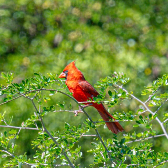 Belize Birding Tour