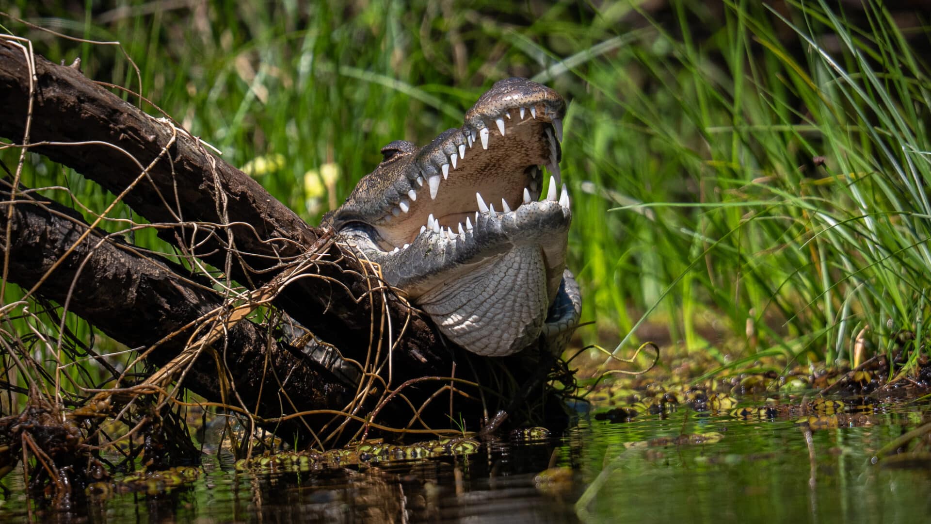 Belize Birding Tour