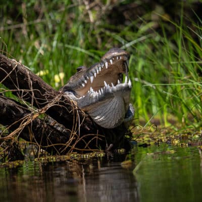 Belize Birding Tour