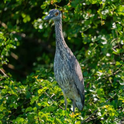 Crooked Tree Birding Tour