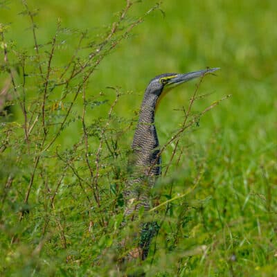 Belize Birding Tour