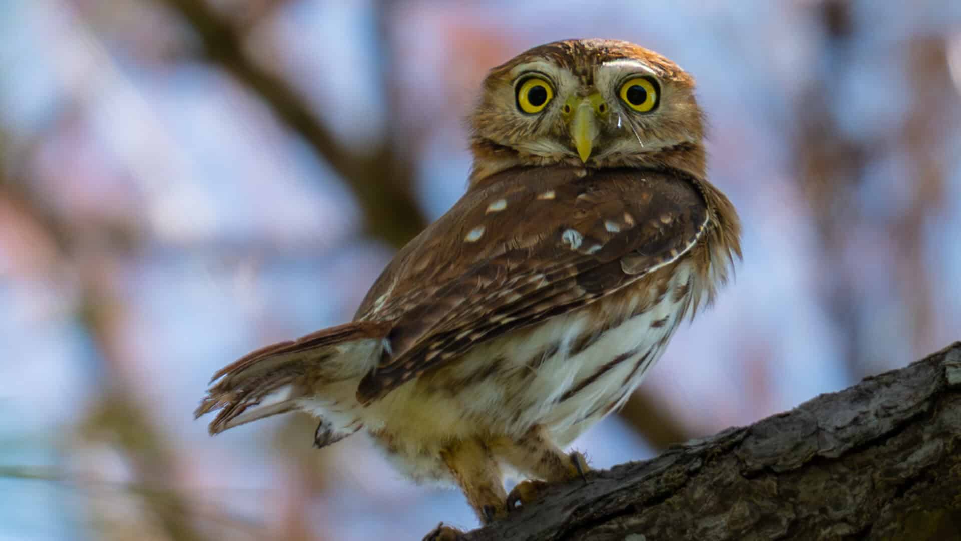 Belize Birding Tour