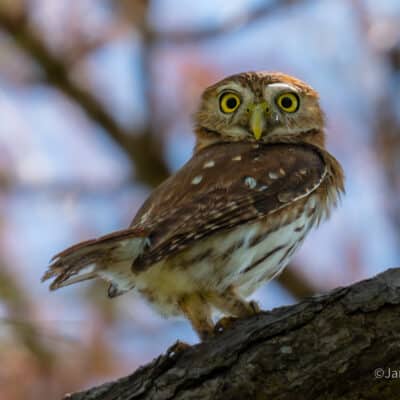 Belize Birding Tour