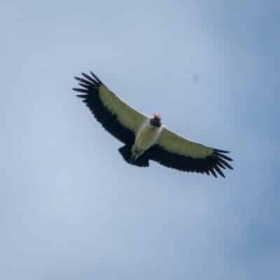 Belize Birding Tour