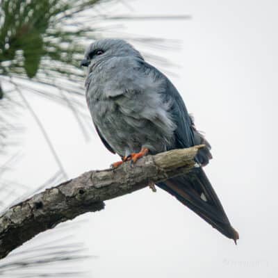 Belize Birding Tour