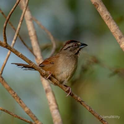 Belize Birding Tour