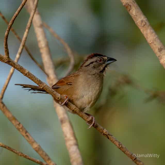 Belize Birding Tour