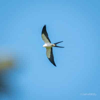 Belize Birding Tour