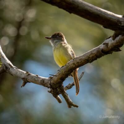 Belize Birding Tour