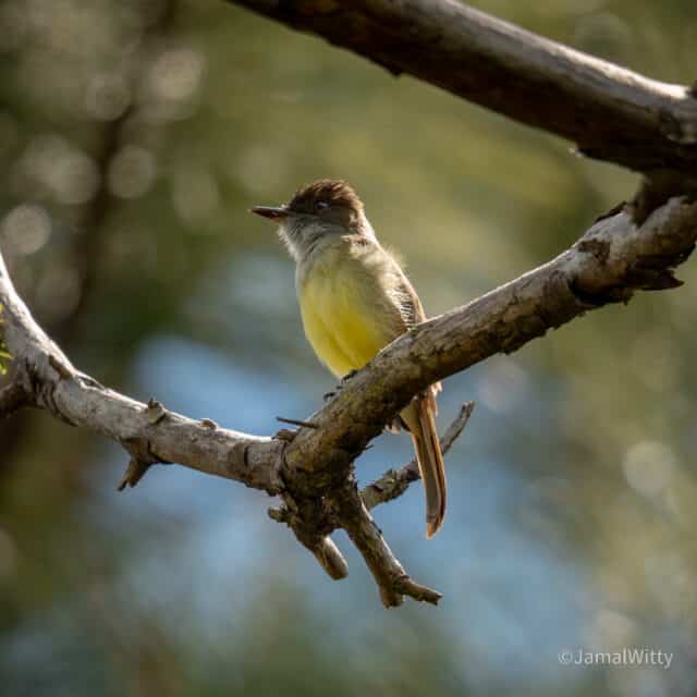 Belize Birding Tour