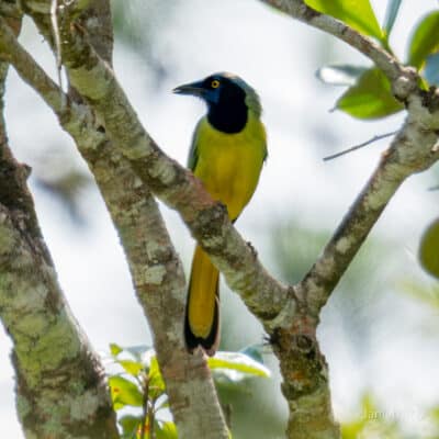 Belize Birding Tour