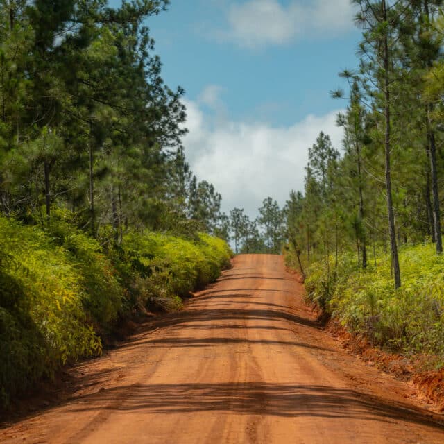 Mountain Pine Ridge Belize