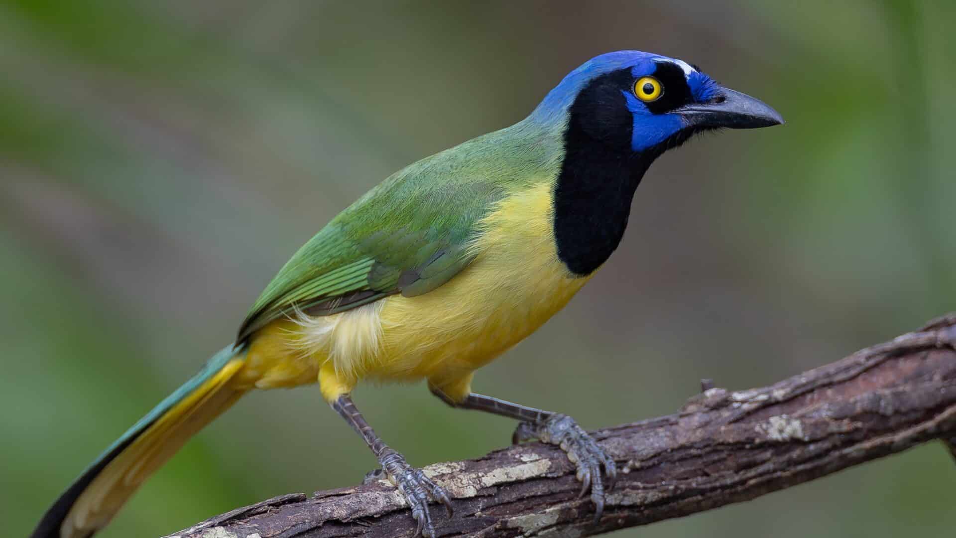 BIRDING