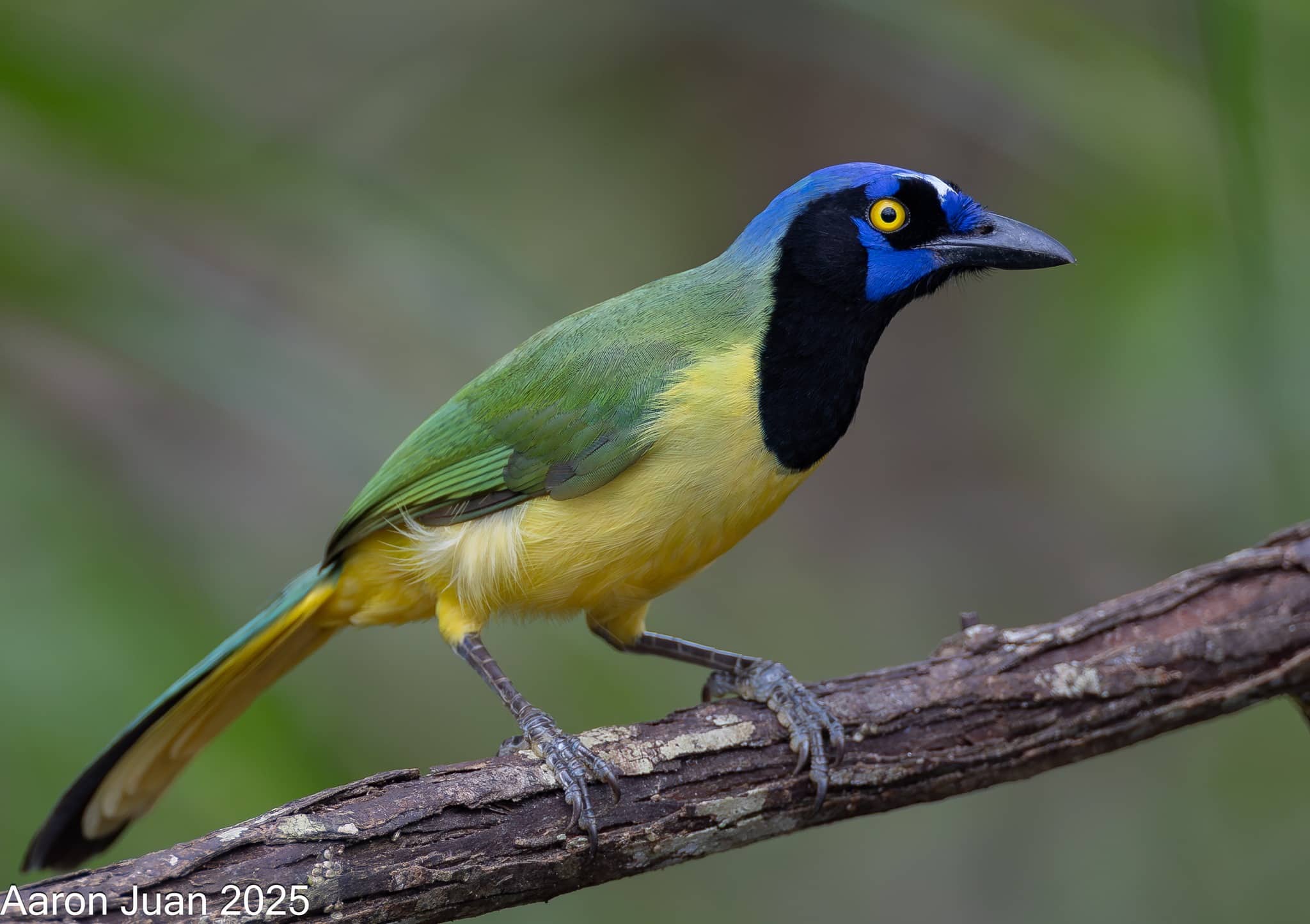 BIRDING